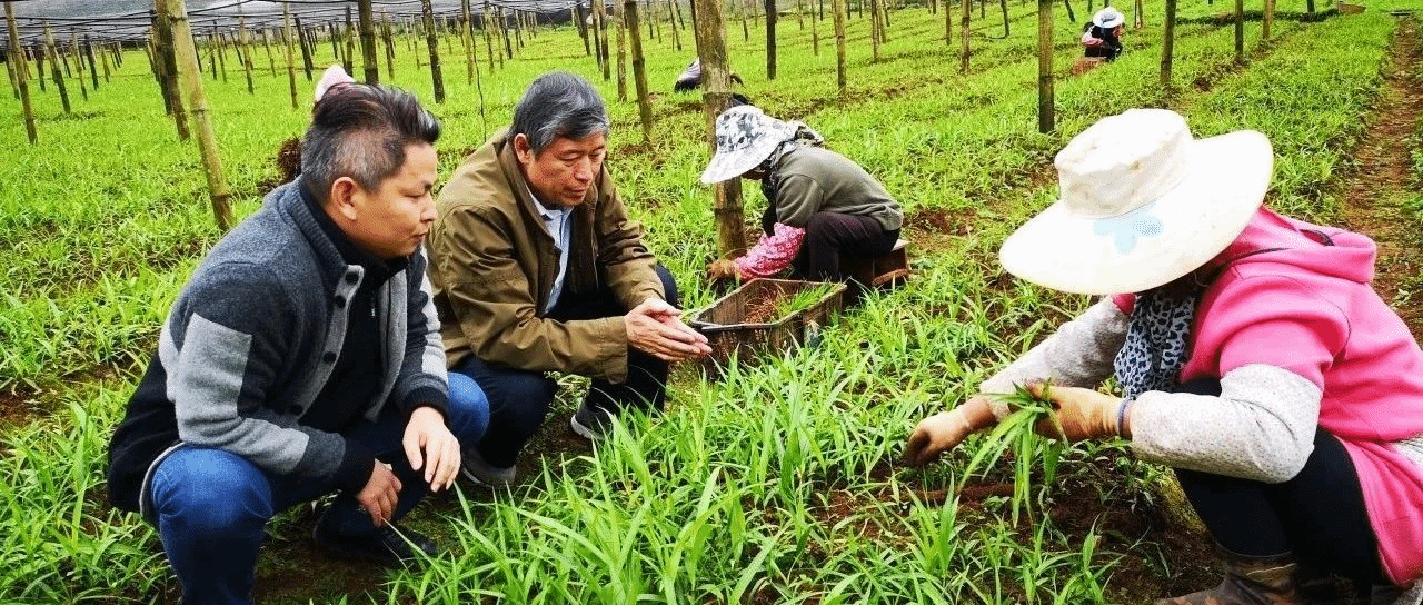 王喆之的“藥材人生”：把論文寫在祖國大地上